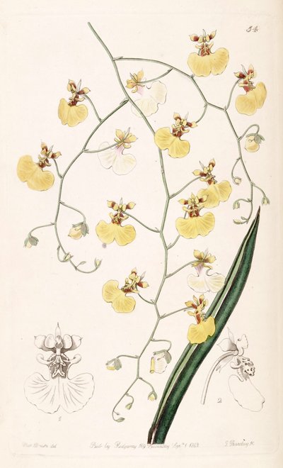 Tolumnia urophylla by Miss Drake
